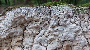 Glasigweisser-Porling_Physisporinus-vitreus_20260913_100147.jpg