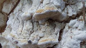 Glasigweisser-Porling_Physisporinus-vitreus_20260913_100203.jpg