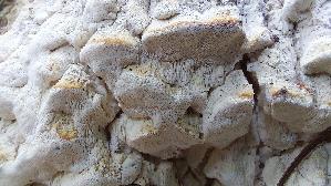 Glasigweisser-Porling_Physisporinus-vitreus_20260913_100214.jpg