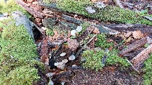 Glattes-Stummelfuesschen_Crepidotus-malachius_20260829_134617.jpg