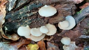 Glattes-Stummelfuesschen_Crepidotus-malachius_20260829_134634.jpg