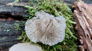 Glattes-Stummelfuesschen_Crepidotus-malachius_20260829_134723.jpg