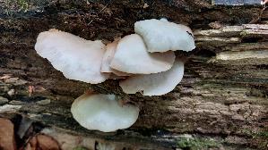 Glattes-Stummelfuesschen_Crepidotus-malachius_20260830_103110.jpg