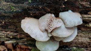 Glattes-Stummelfuesschen_Crepidotus-malachius_20260830_103141.jpg