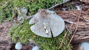 Glattes-Stummelfuesschen_Crepidotus-malachius_20260924_162456.jpg
