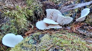 Glattes-Stummelfuesschen_Crepidotus-malachius_20261005_153146.jpg