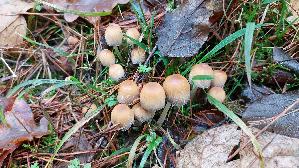Glimmertintling_Coprinellus-micaceus_20241209_115939.jpg