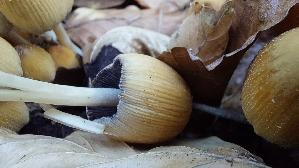 Glimmertintling_Coprinellus-micaceus_20250328_174953.jpg