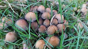 Glimmertintling_Coprinellus-micaceus_20250404_154734.jpg