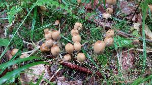 Glimmertintling_Coprinellus-micaceus_20250925_120920.jpg