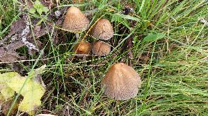 Glimmertintling_Coprinellus-micaceus_20251113_142810.jpg