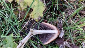 Glimmertintling_Coprinellus-micaceus_20251113_142831.jpg