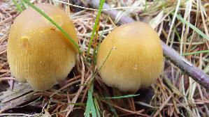 Glimmertintling_Coprinellus-micaceus_20260401_123911.jpg