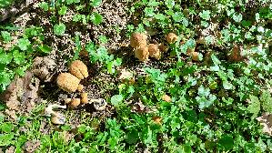 Glimmertintling_Coprinellus-micaceus_20260408_130158.jpg