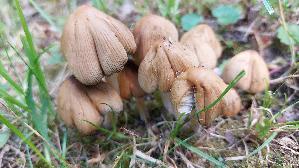 Glimmertintling_Coprinellus-micaceus_20260522_134154.jpg
