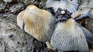 Glimmertintling_Coprinellus-micaceus_20260612_120613.jpg