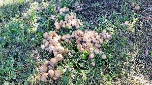 Glimmertintling_Coprinellus-micaceus_20260904_132642.jpg