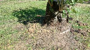 Glimmertintling_Coprinellus-micaceus_20260904_132733.jpg