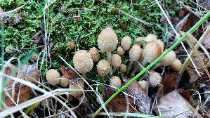 Glimmertintling_Coprinellus-micaceus_20261005_150043.jpg