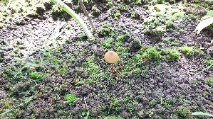 Gold---Samthaeubchen_Conocybe-aurea_20260719_113217.jpg