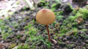 Gold---Samthaeubchen_Conocybe-aurea_20260719_113239.jpg