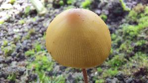 Gold---Samthaeubchen_Conocybe-aurea_20260719_113253.jpg