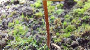 Gold---Samthaeubchen_Conocybe-aurea_20260719_113303.jpg