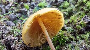 Gold---Samthaeubchen_Conocybe-aurea_20260719_113353.jpg
