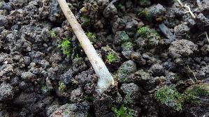 Gold---Samthaeubchen_Conocybe-aurea_20260719_113409.jpg