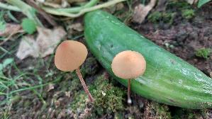 Gold---Samthaeubchen_Conocybe-aurea_20260820_123510.jpg