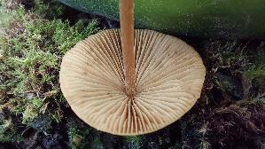 Gold---Samthaeubchen_Conocybe-aurea_20260820_123624.jpg