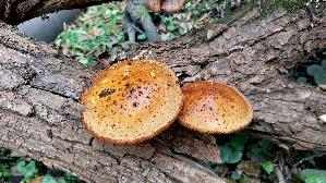Goldfell---Schueppling_Pholiota-aurivella_20251019_123914.jpg