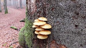 Goldfell---Schueppling_Pholiota-aurivella_20251107_124919.jpg