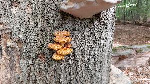 Goldfell---Schueppling_Pholiota-aurivella_20260929_134328.jpg