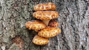 Goldfell---Schueppling_Pholiota-aurivella_20260929_134340.jpg