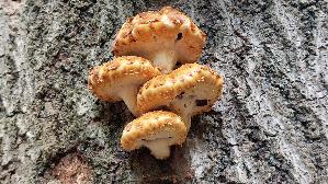Goldfell---Schueppling_Pholiota-aurivella_20260929_134348.jpg