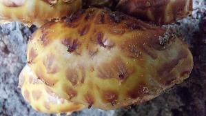 Goldfell---Schueppling_Pholiota-aurivella_20260929_134435.jpg