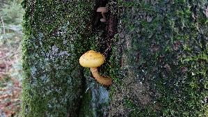 Goldfell---Schueppling_Pholiota-aurivella_20261020_105559.jpg