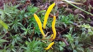 Goldgelbe-Wiesenkeule_Clavulinopsis-helvola_20260918_103249.jpg