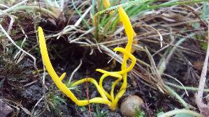 Goldgelbe-Wiesenkeule_Clavulinopsis-helvola_20260918_103336.jpg