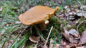 Goldgelber-Laerchenroehrling_Suillus-grevillei_20250729_135755.jpg