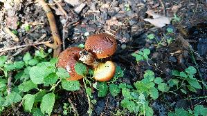 Goldgelber-Laerchenroehrling_Suillus-grevillei_20250904_104959.jpg