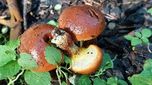 Goldgelber-Laerchenroehrling_Suillus-grevillei_20250904_105007.jpg