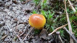 Goldgelber-Laerchenroehrling_Suillus-grevillei_20250909_105518.jpg