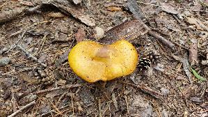 Goldgelber-Laerchenroehrling_Suillus-grevillei_20250909_125523.jpg