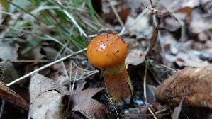 Goldgelber-Laerchenroehrling_Suillus-grevillei_20260829_160702.jpg