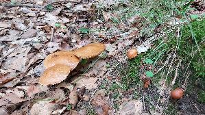 Goldgelber-Laerchenroehrling_Suillus-grevillei_20260903_142400.jpg