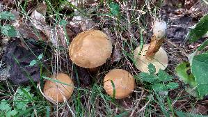 Goldgelber-Laerchenroehrling_Suillus-grevillei_20260926_145518.jpg