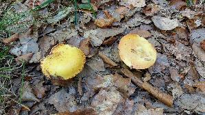 Goldgelber-Laerchenroehrling_Suillus-grevillei_20261006_164631.jpg