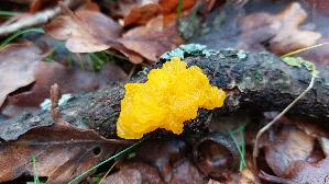 Goldgelber-Zitterling_Tremella-mesenterica_20241209_141317.jpg